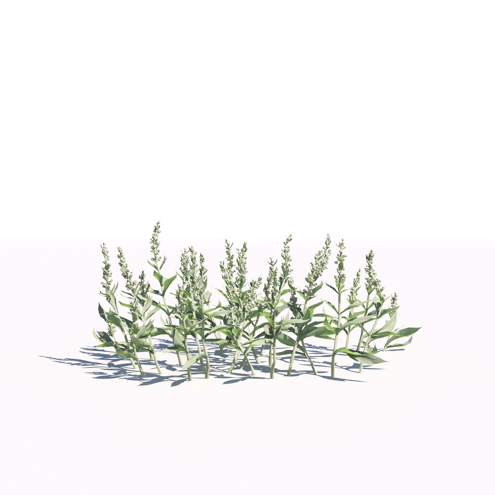 Artemisia Ludoviciana 04 3D 모델 