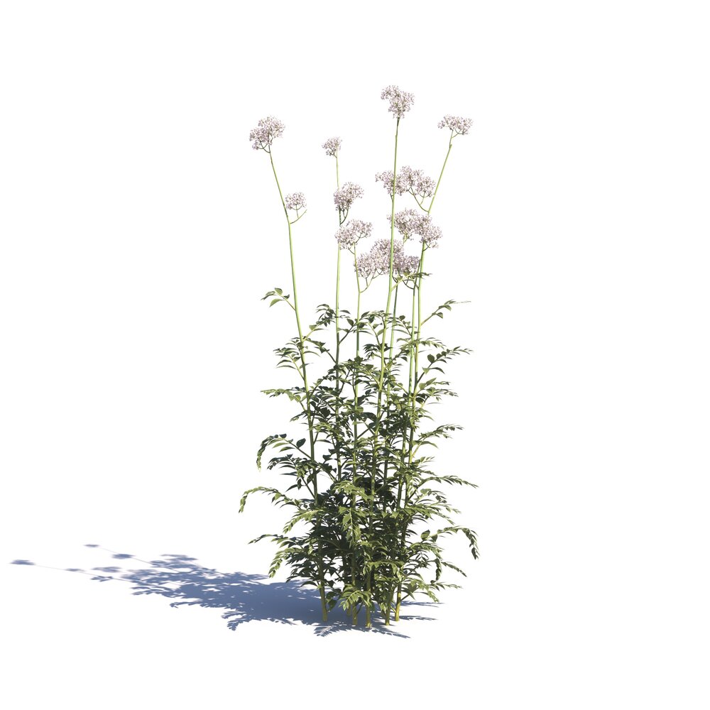 Centranthus Ruber White Valerian 3D 모델 
