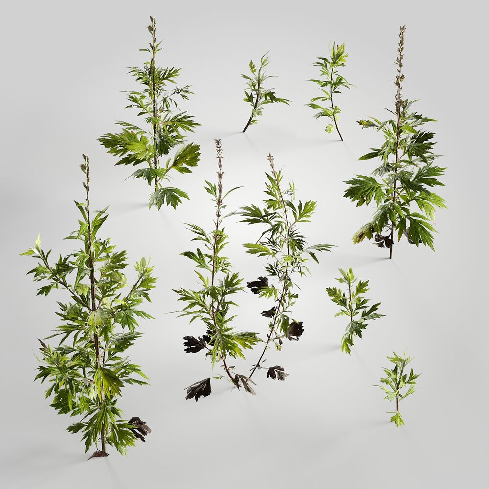 Artemisia 3D-Modell