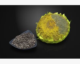 Sunflower Seeds and Husk 3D 모델 