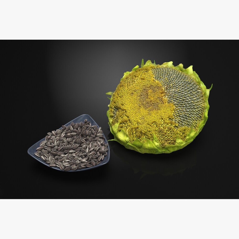 Sunflower Seeds and Husk Modello 3D