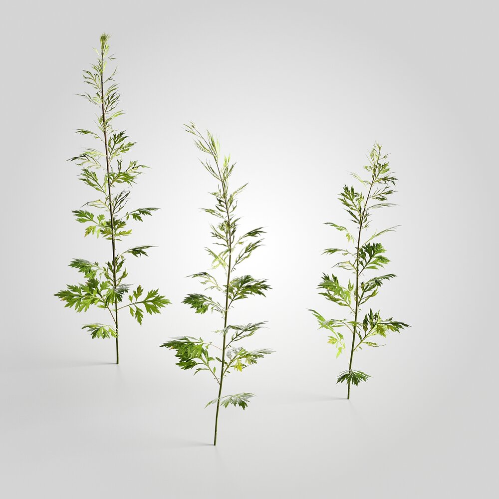 Artemisia 02 3Dモデル