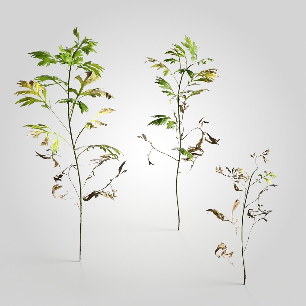 Artemisia 03 Modello 3D