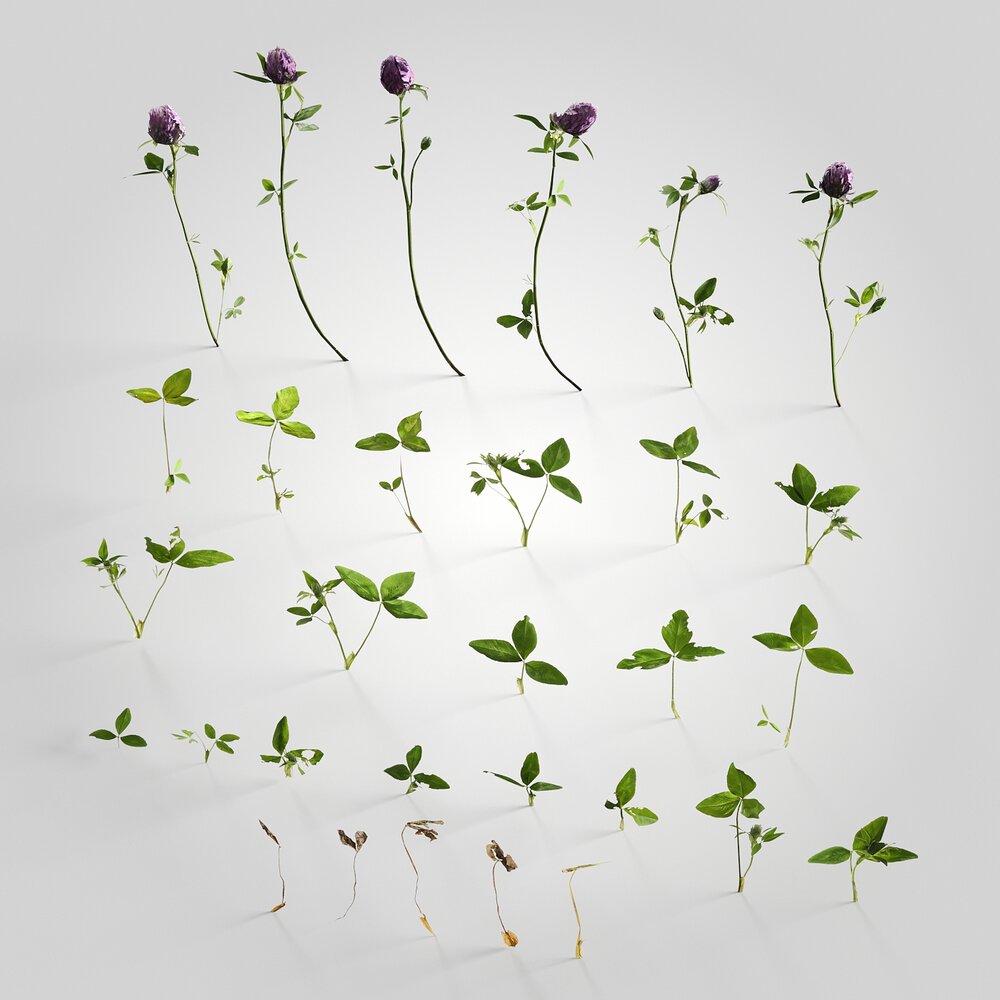Trifolium 3Dモデル