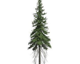 Picea Abies 3D 모델 