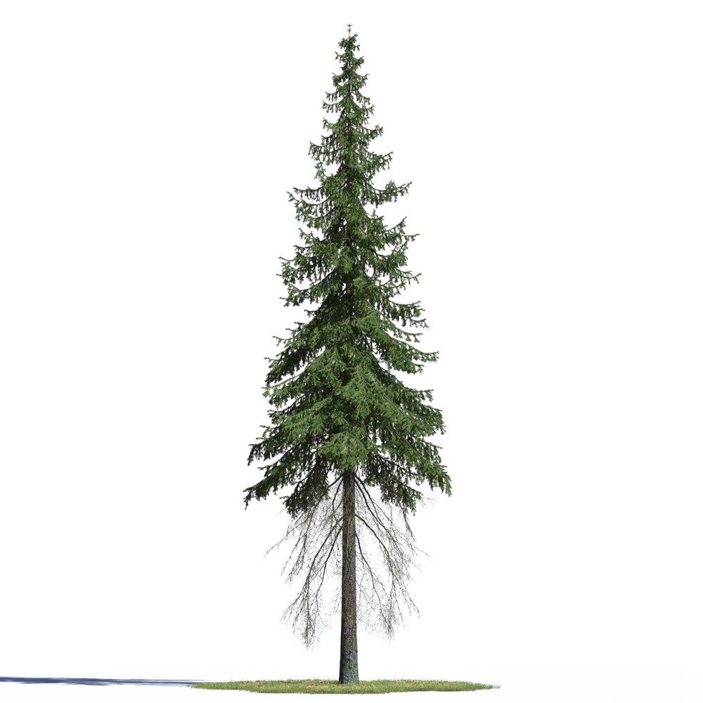 Picea Abies Modello 3D