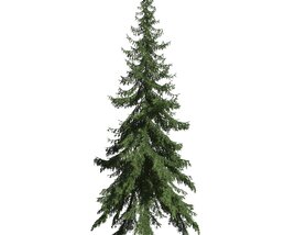 Picea Abies 02 3D-Modell
