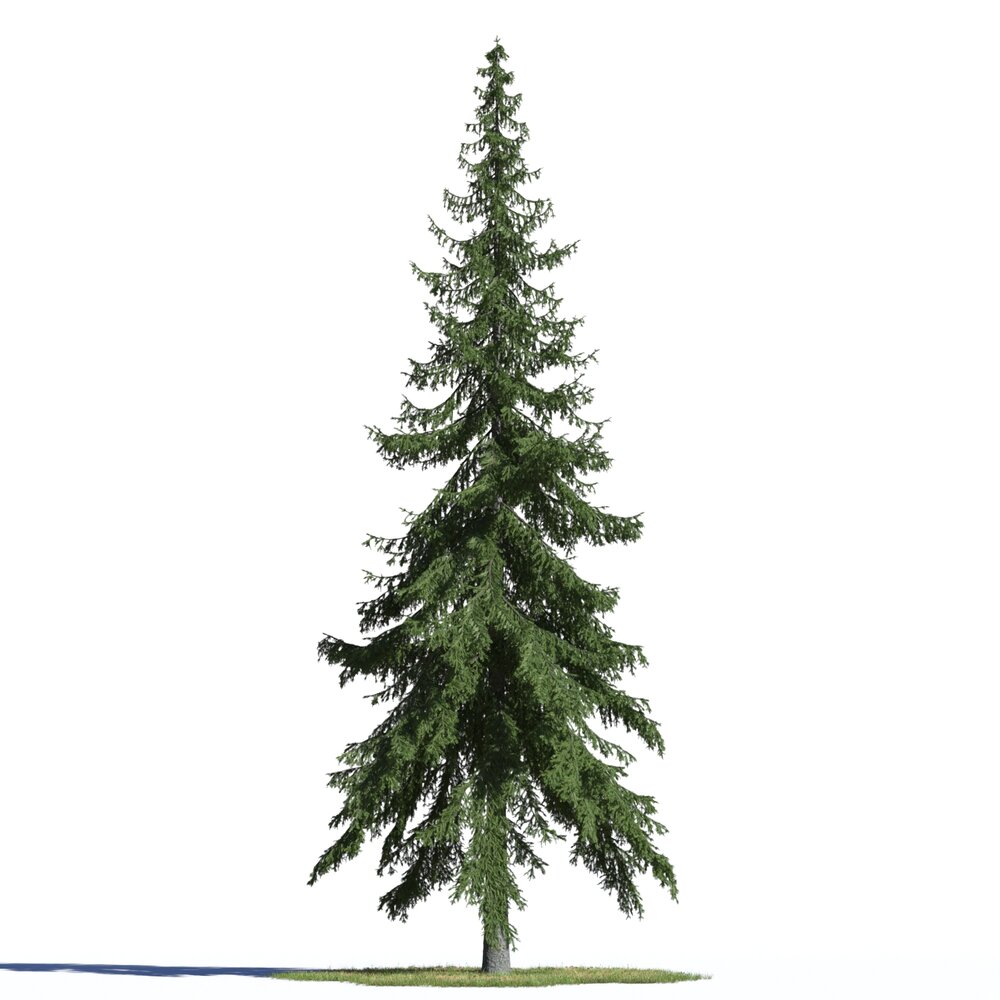 Picea Abies 02 3D 모델 