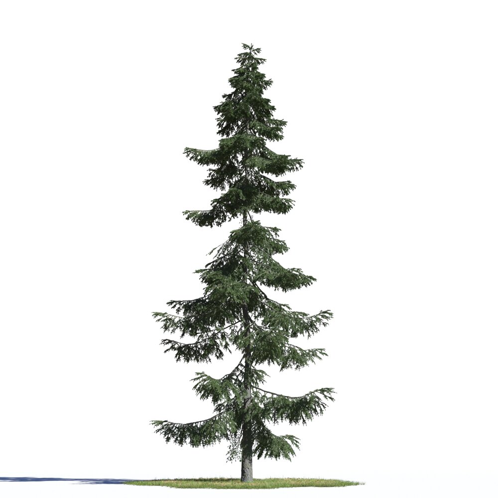 Picea Omorika 3D 모델 