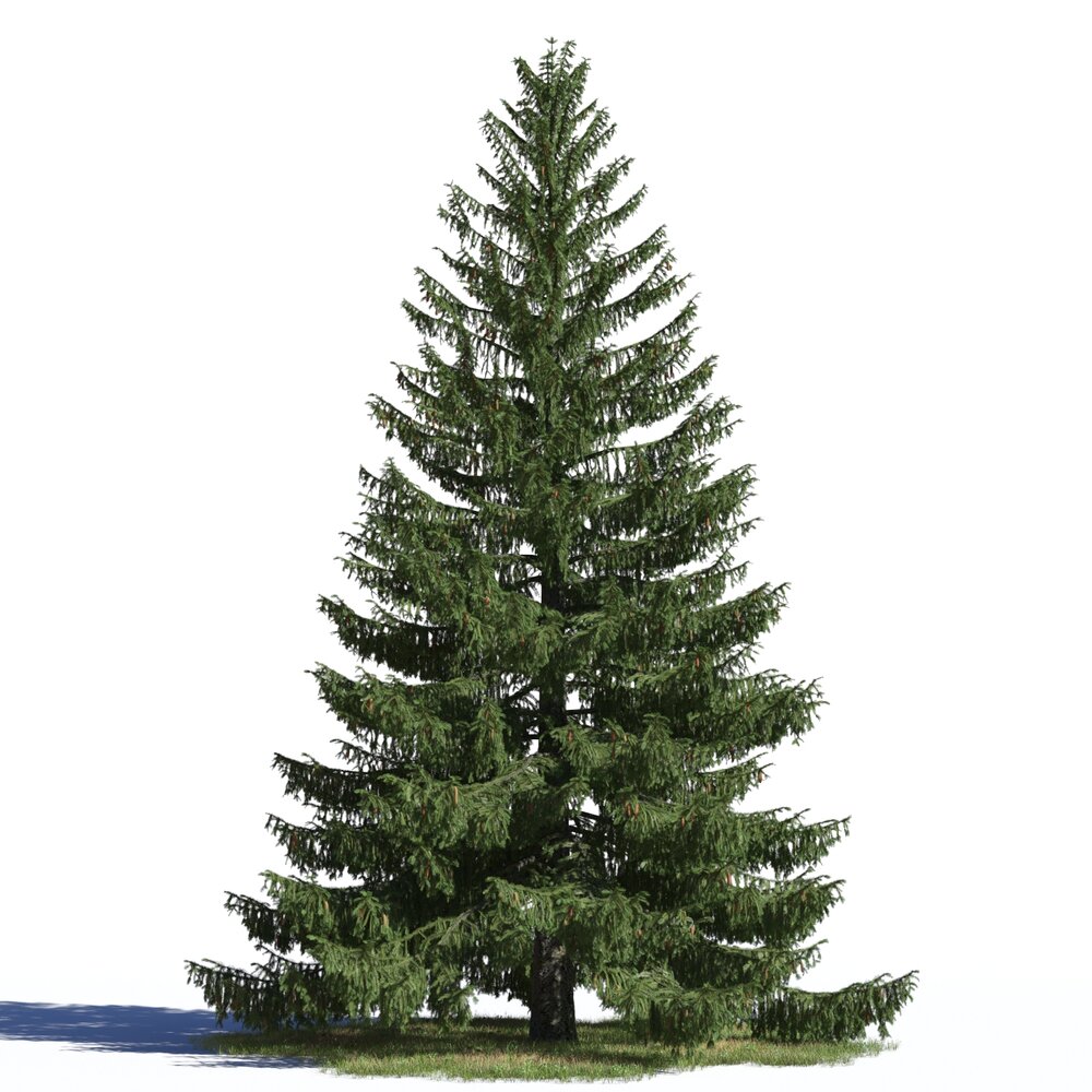 Picea Abies 03 3D-Modell