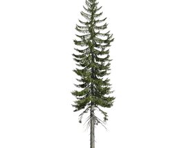 Picea Englemannii 3Dモデル