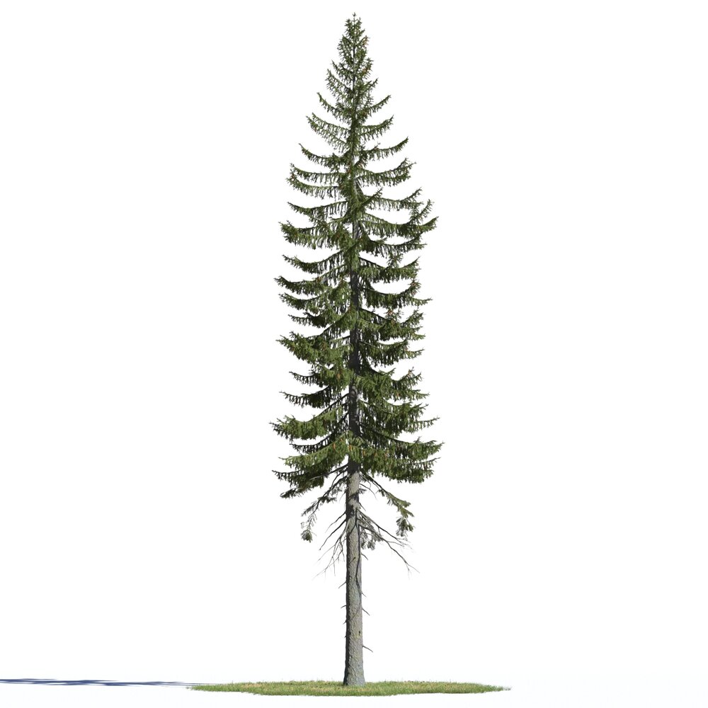 Picea Englemannii 3D 모델 