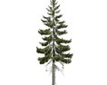 Picea Englemannii 02 Modello 3D