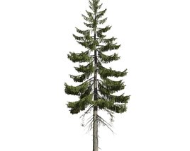 Picea Englemannii 02 3Dモデル