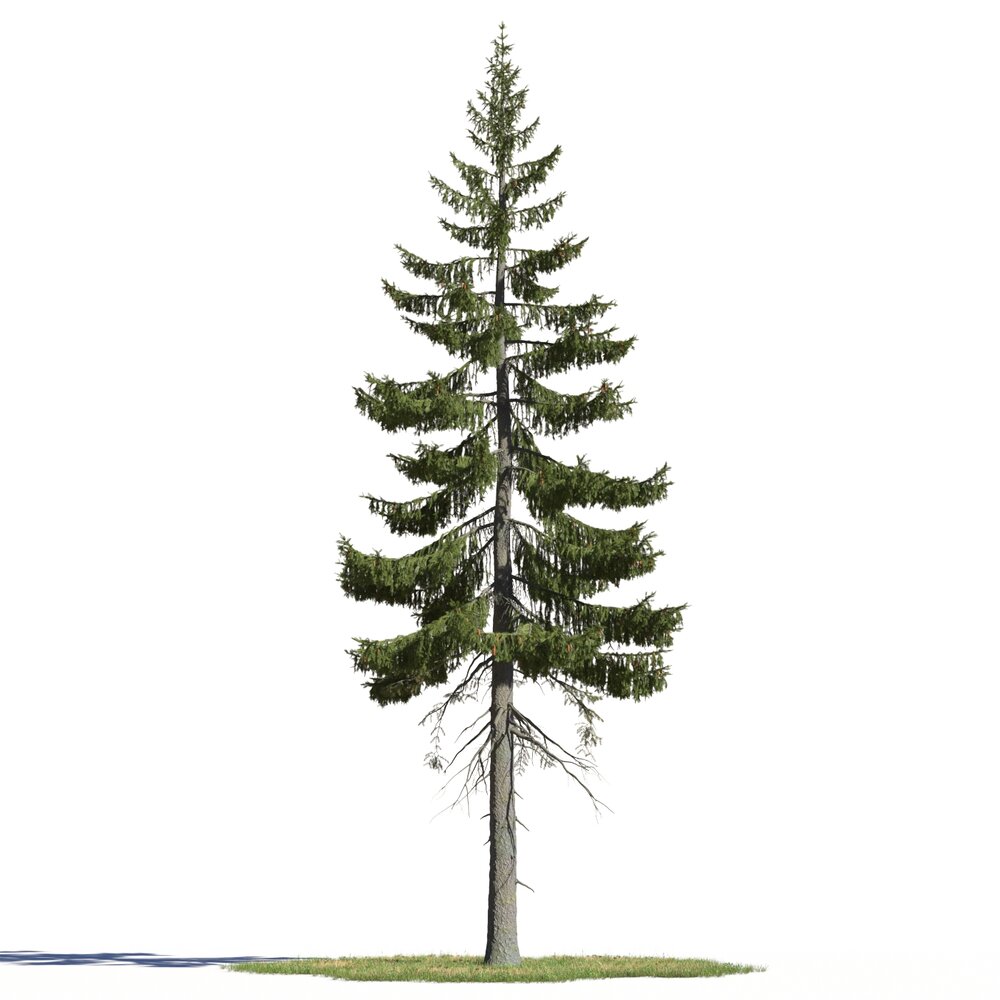 Picea Englemannii 02 3D 모델 