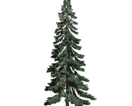 Picea Pungens Modèle 3D