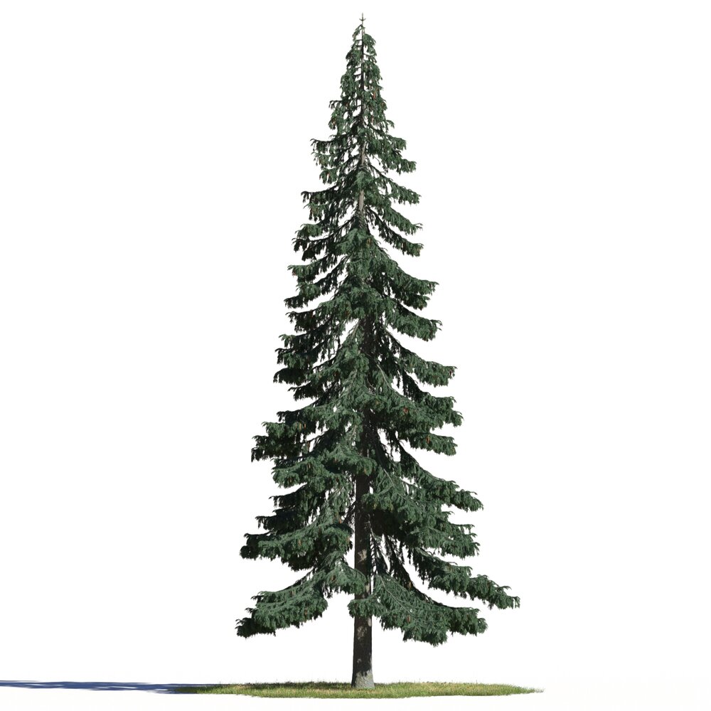 Picea Pungens Modello 3D