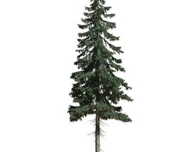 Picea Abies 04 3D-Modell