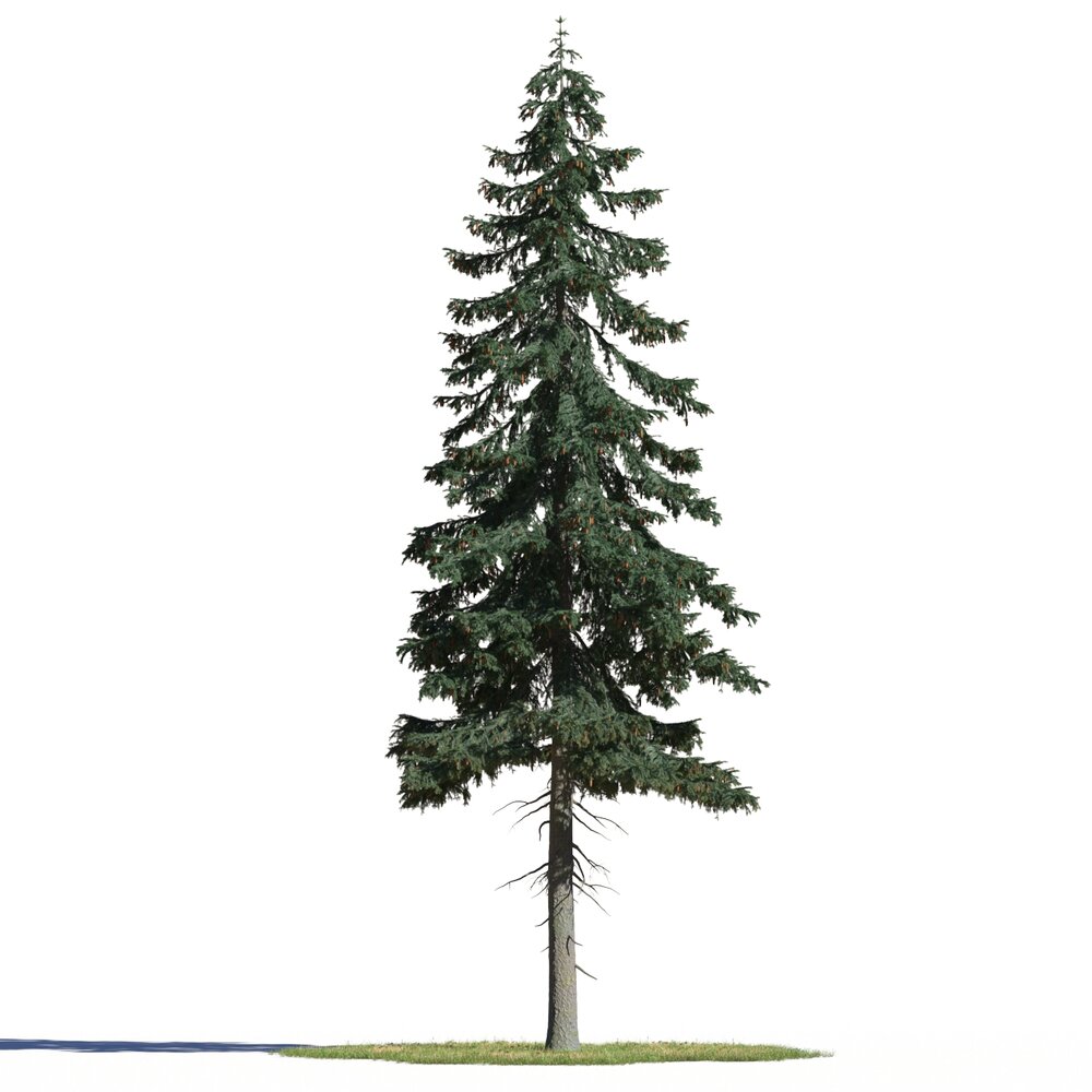 Picea Abies 04 3D 모델 