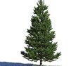 Picea Abies 05 3d model