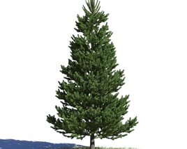 Picea Abies 05 3D модель