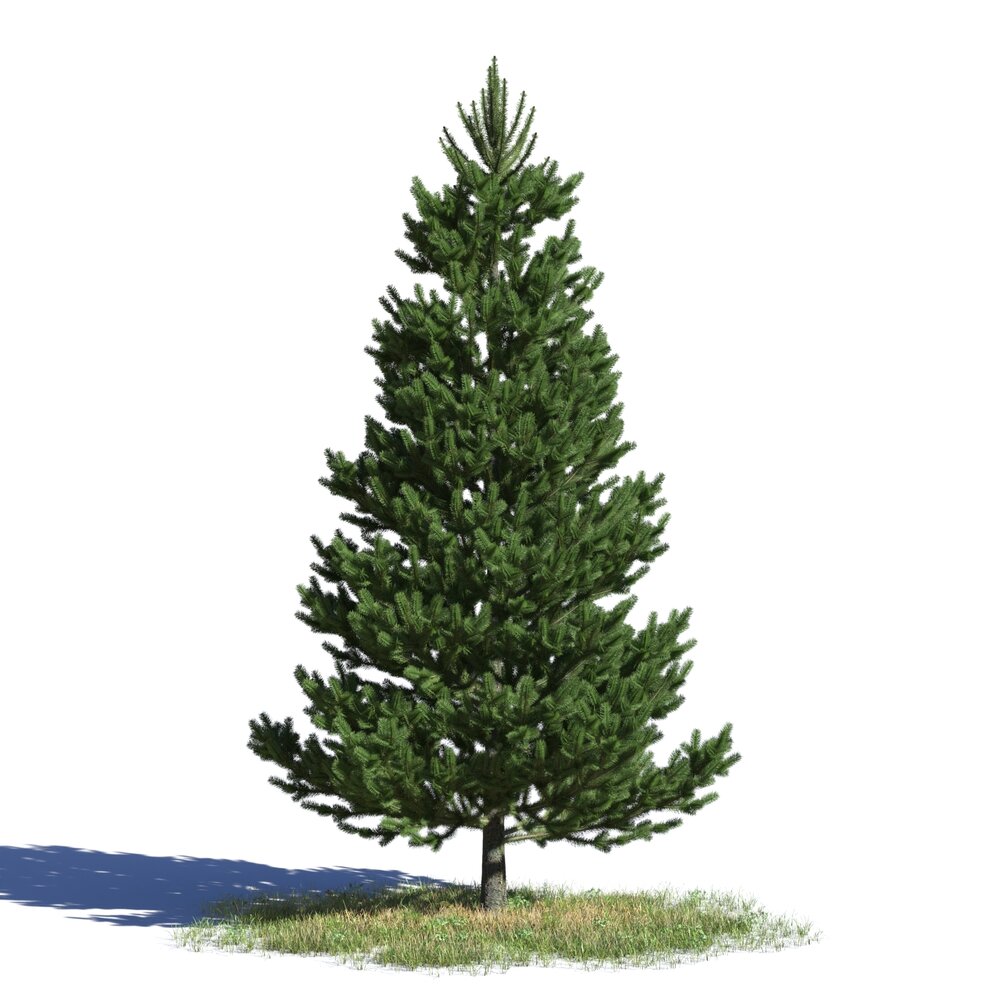 Picea Abies 05 3D-Modell