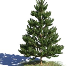 Picea Abies 06 Modelo 3D