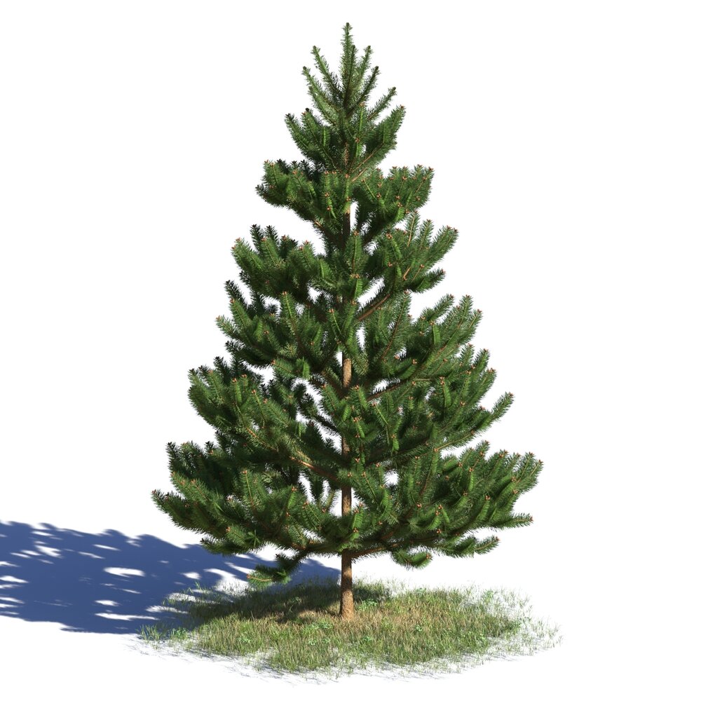 Picea Abies 06 3D model
