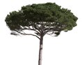Pinus Pinea 10 Modello 3D