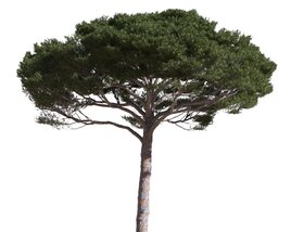 Pinus Pinea 10 3D model