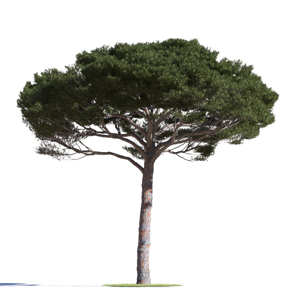 Pinus Pinea 10 Modelo 3D