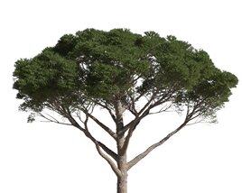 Pinus Pinea 11 3D model