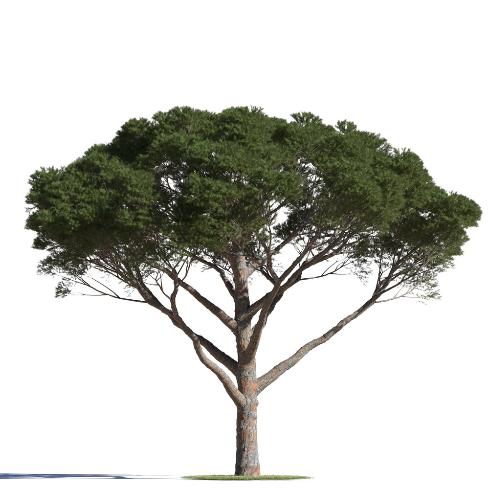 Pinus Pinea 11 3Dモデル