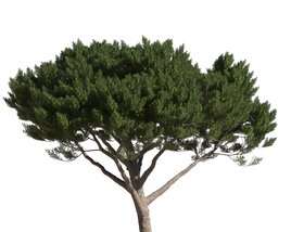 Pinus Pinea 12 Modello 3D