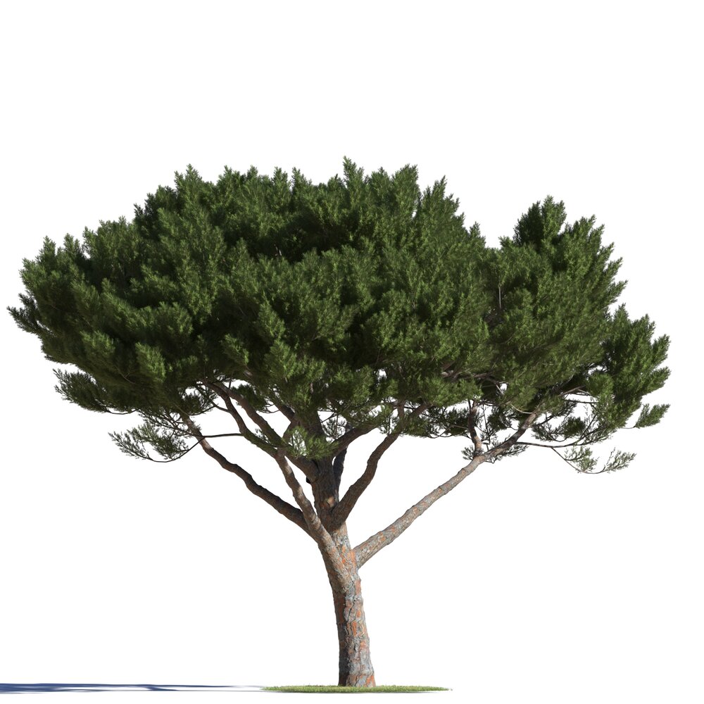 Pinus Pinea 12 3Dモデル
