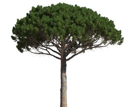Pinus Pinea 13 3D model