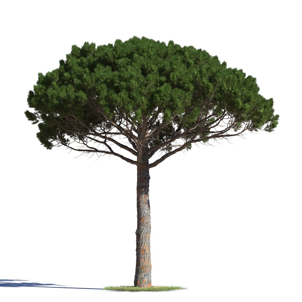 Pinus Pinea 13 3D model