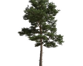 Pinus Sylvestris 3D модель