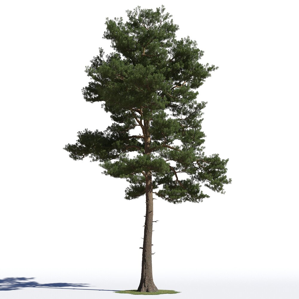 Pinus Sylvestris 3D модель