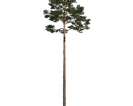Pinus Sylvestris 02 3D 모델 