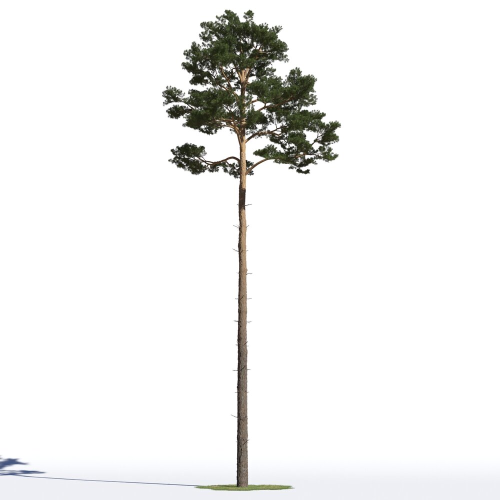 Pinus Sylvestris 02 Modelo 3d