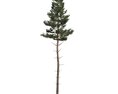 Pinus Sylvestris 03 3d model