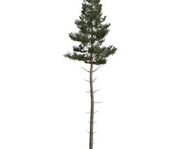 Pinus Sylvestris 03 Modello 3D