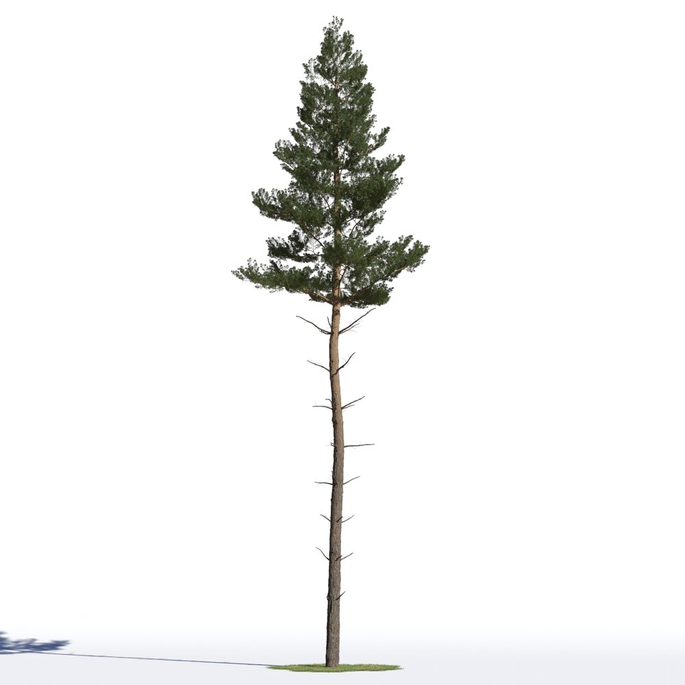 Pinus Sylvestris 03 3D модель