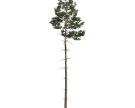 Pinus Sylvestris 04 3D model