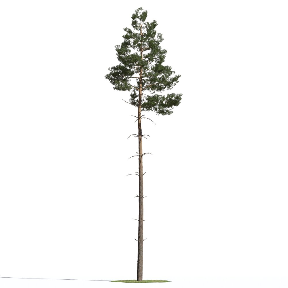 Pinus Sylvestris 04 3d model