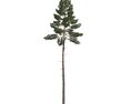 Pinus Sylvestris 05 3d model