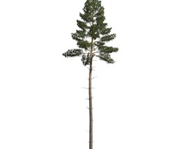 Pinus Sylvestris 05 3D模型