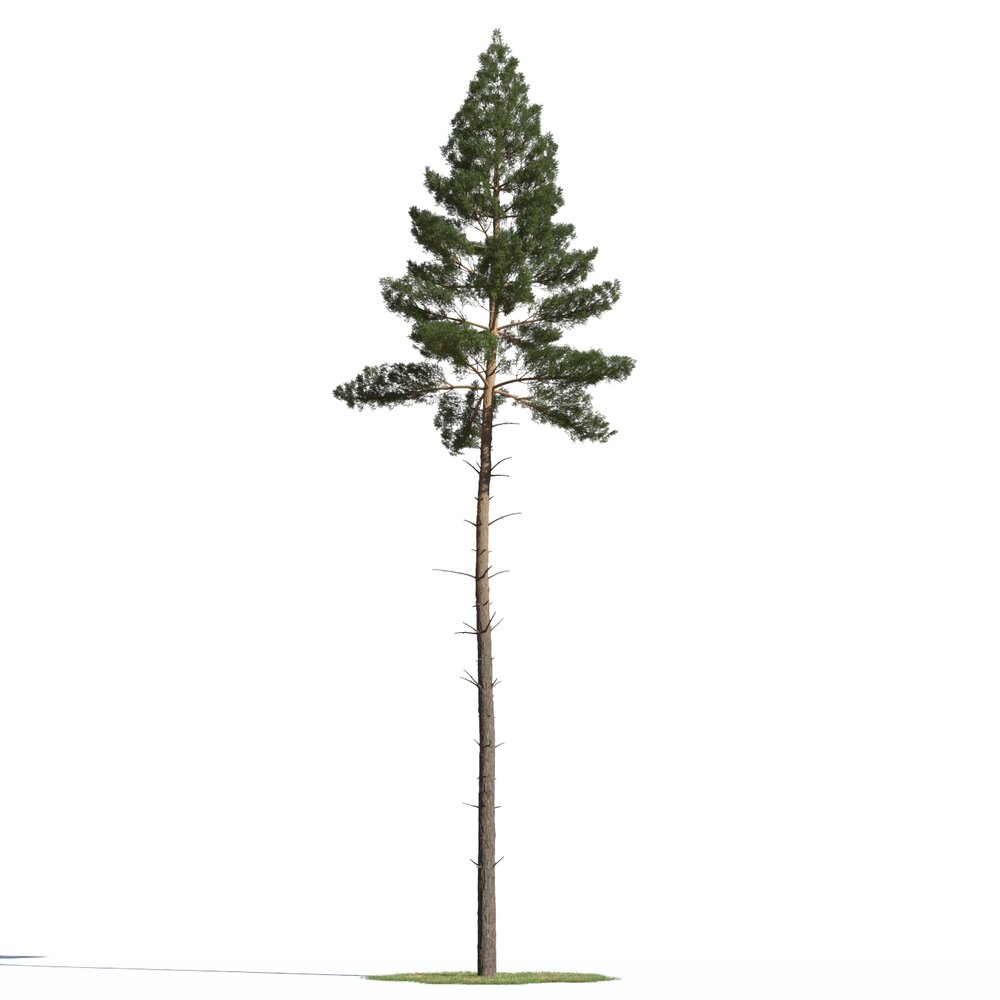 Pinus Sylvestris 05 3d model