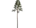 Pinus Sylvestris 06 3D模型